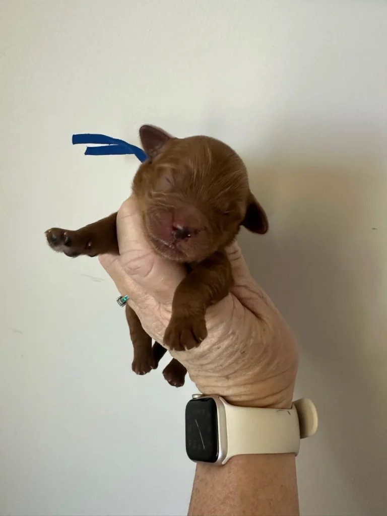 IMG 8214 c Puppies