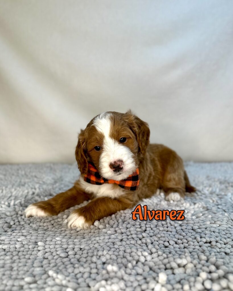 Julián “Álvarez”