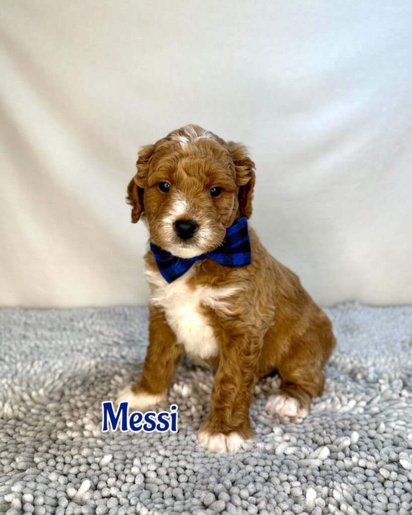 Lionel “Messi”