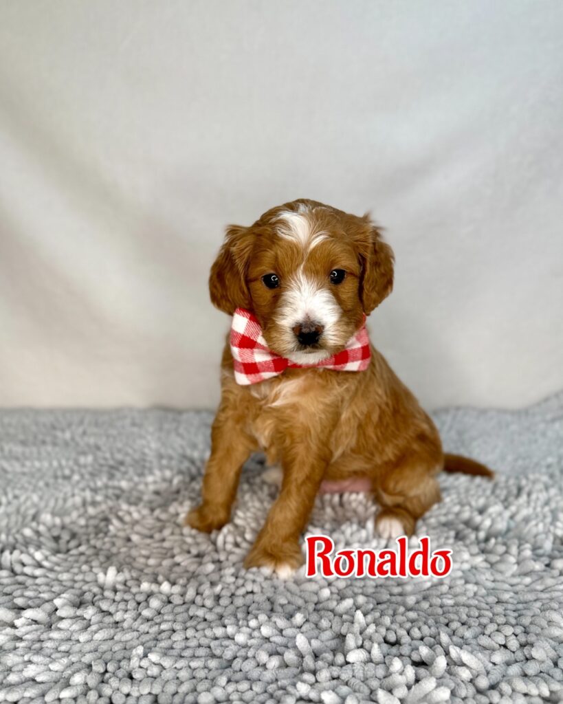 Cristiano “Ronaldo”