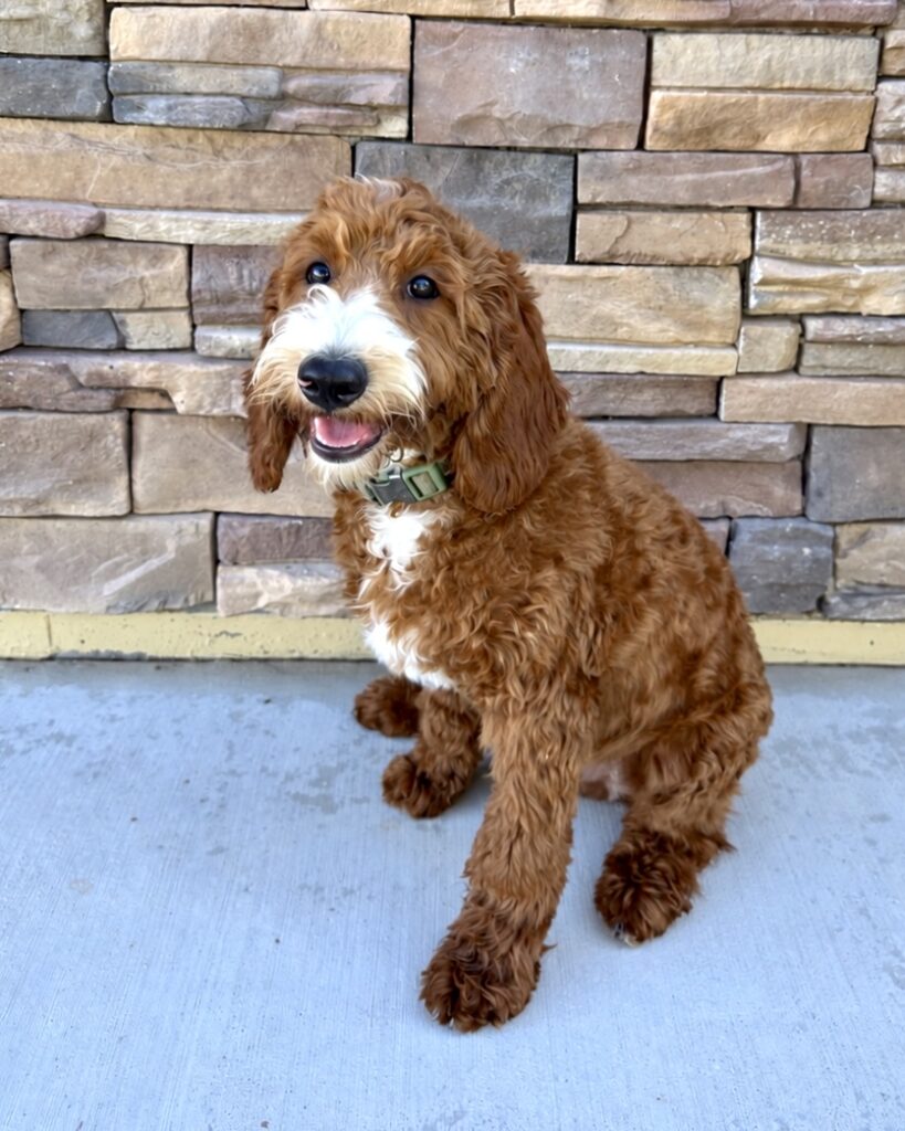 Roast - Mandisa’s Coffee Litter – Irish Goldendoodles - Goldendoodle Male Puppy