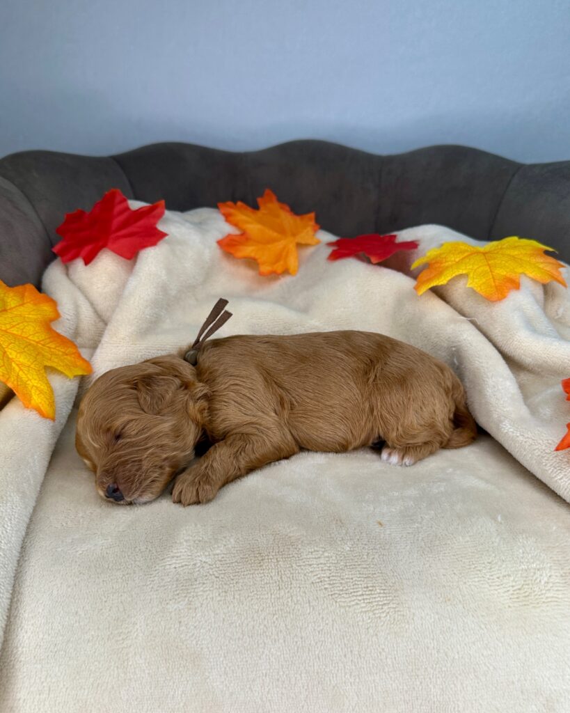 Draco - Luna’s Night Skies Litter - Night Skies Male Doodle