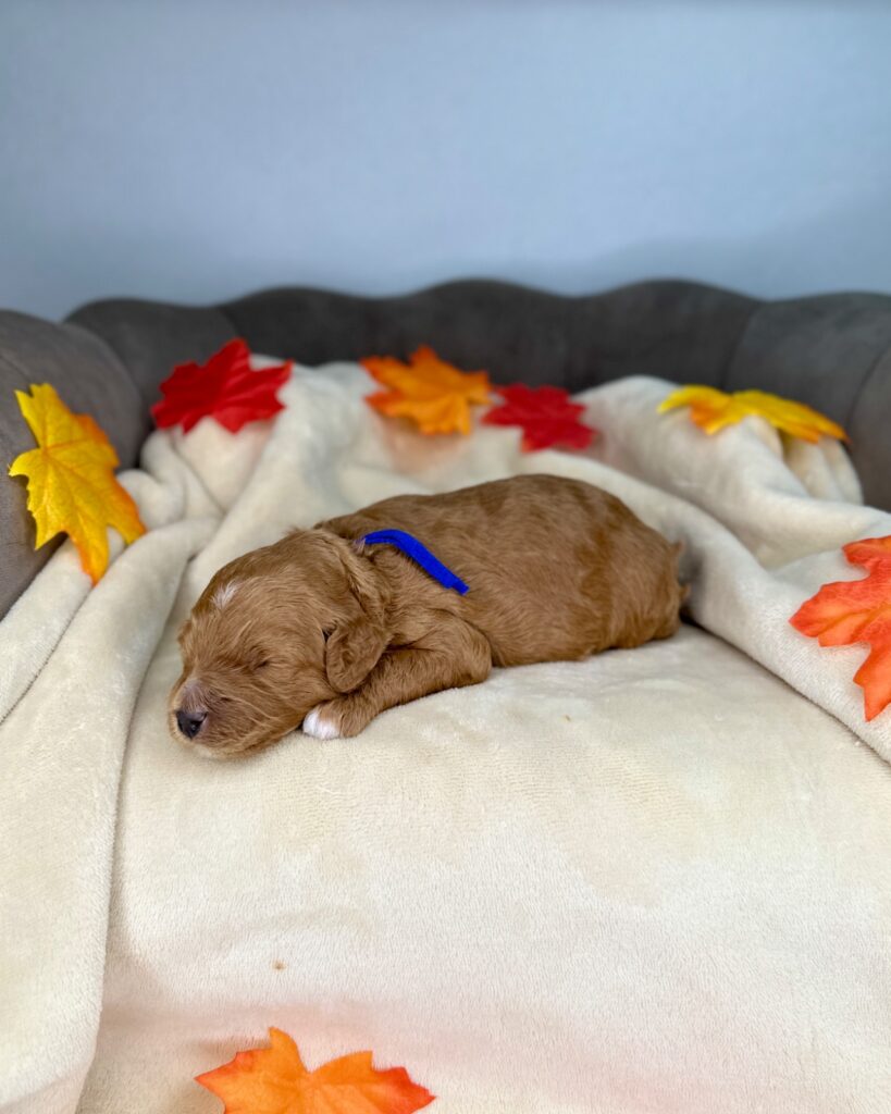 Aries - Luna’s Night Skies Litter - Night Skies Male Goldendoodle