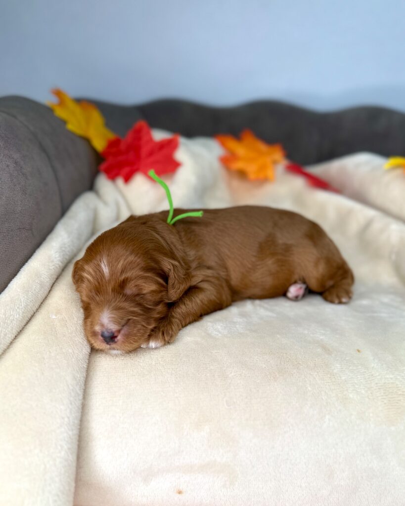 Leo - Luna’s Night Skies Litter - Luna Night Skies Goldendoodle