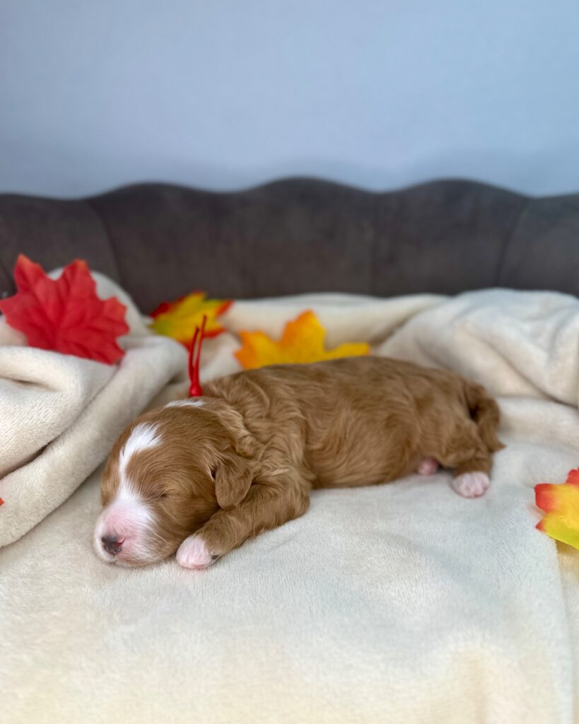 Orion - Luna’s Night Skies Litter - Night Skies Red Tuxedo Male