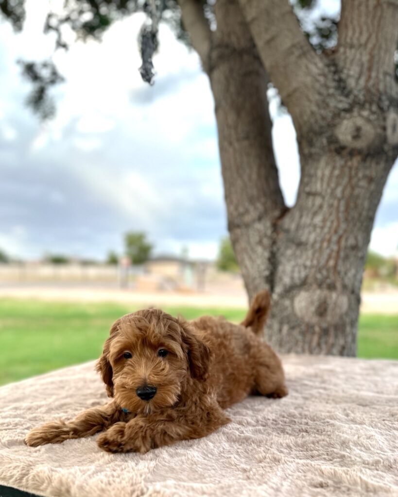Loufah - Dolly’s Bubble Bath Mini Goldendoodles - Bubble Bath Male Goldendoodle