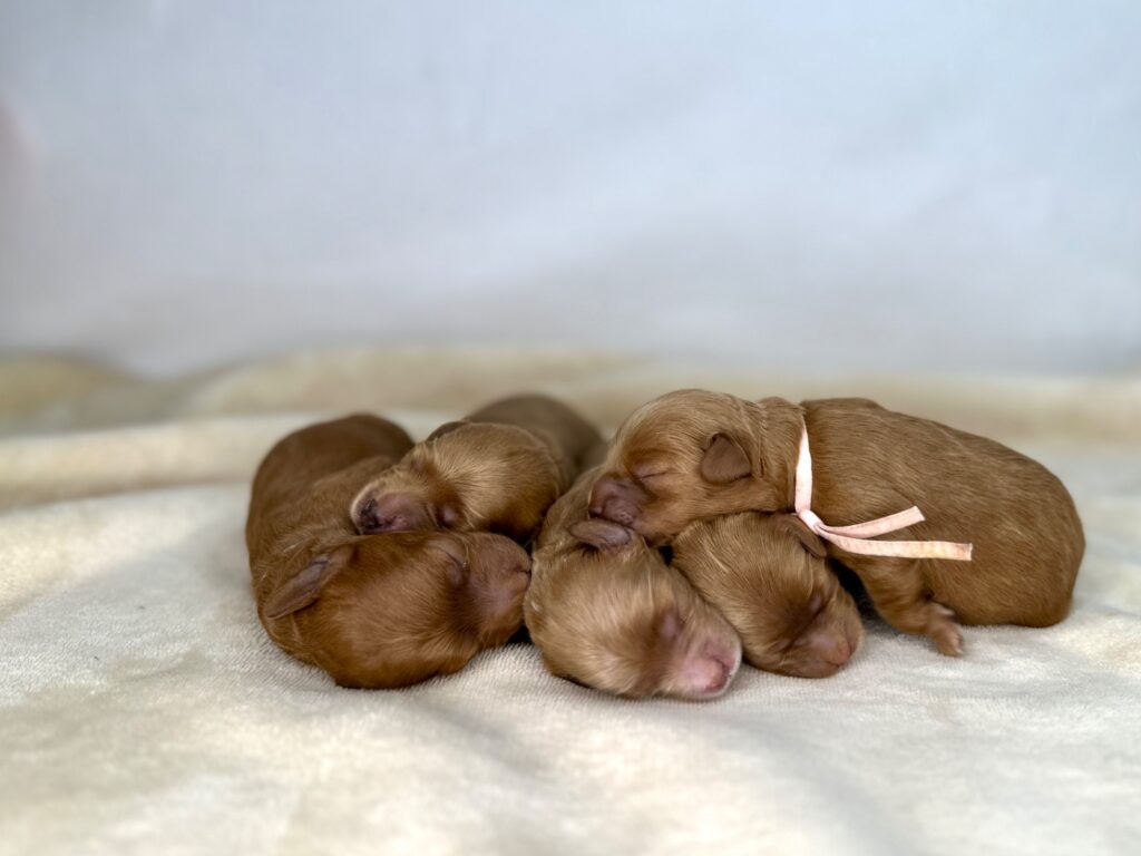 All puppies - Ember’s Potato Litter - Goldendoodle
