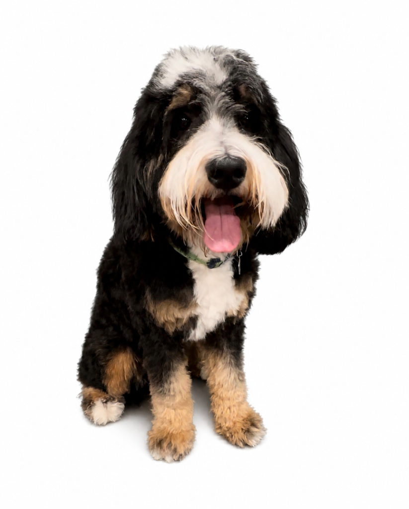 Bogey