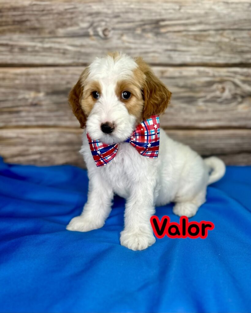 Valor