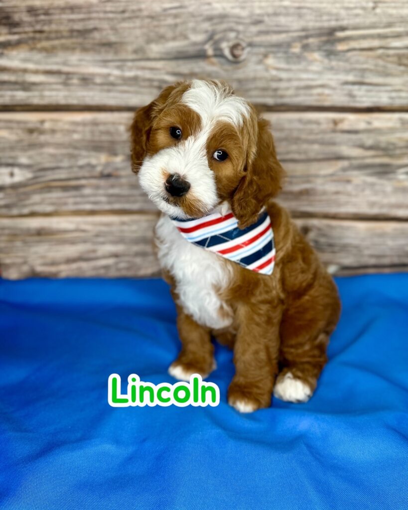 Lincoln