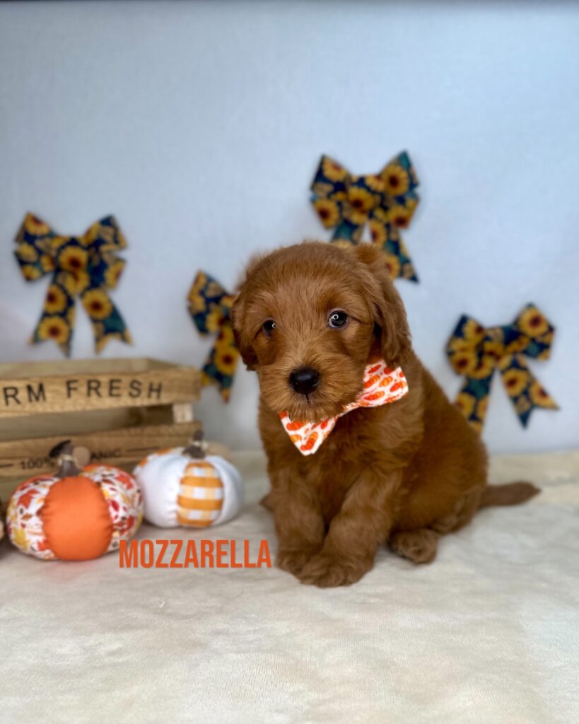 Mozzarella - Macaroni’s Italian Litter Petite Goldendoodles - Petite Goldendoodle Male