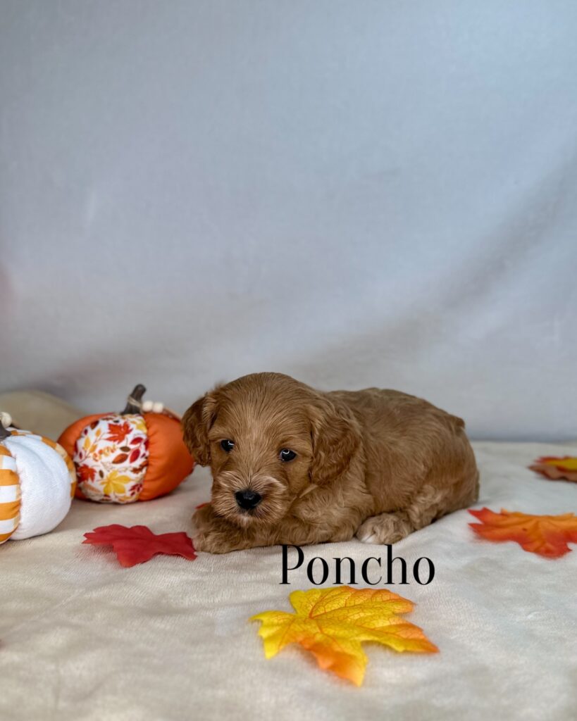 Poncho - Peach’s Bundle Up Litter - Playful Male Cavapoo