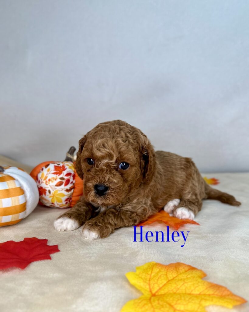 Henley - Peach’s Bundle Up Litter - Bundle Up Male Cavapoo
