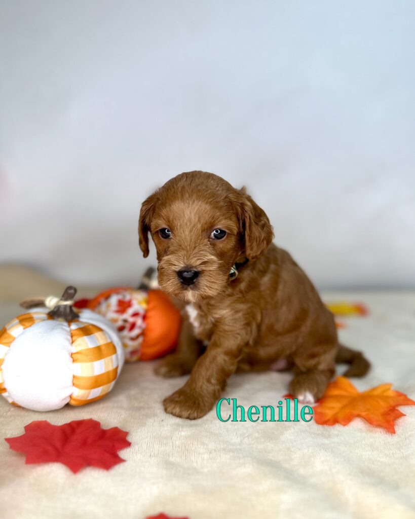 Chenille - Peach’s Bundle Up Litter - Cavapoo Female