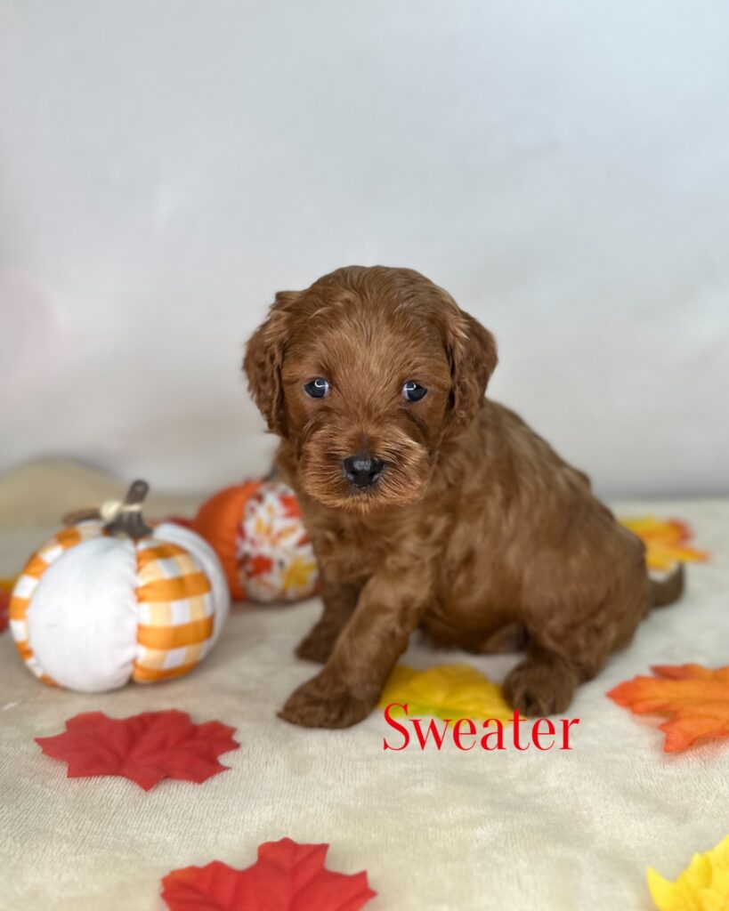 Sweater - Peach’s Bundle Up Litter - Cozy Male Cavapoo