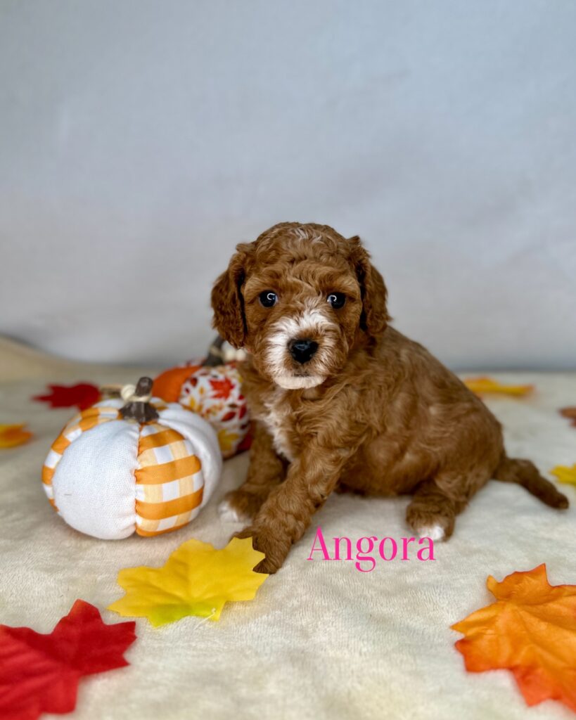 Angora - Peach’s Bundle Up Litter - Bundle Up Cavapoo Female