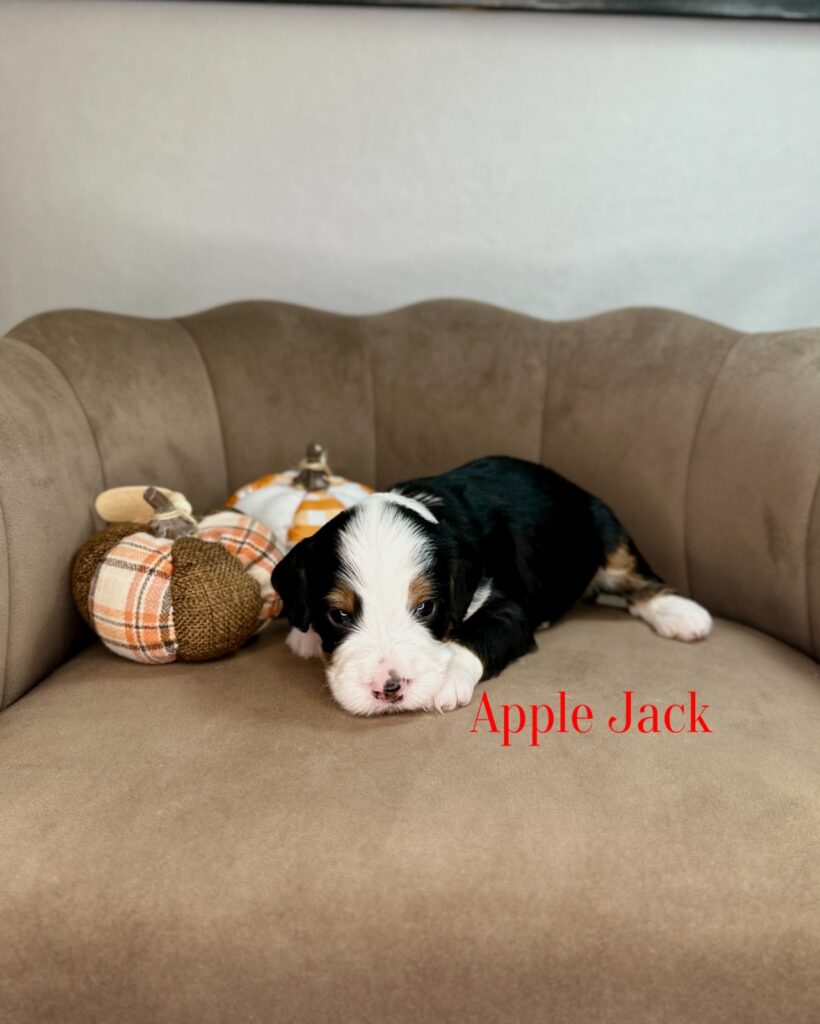 Applejack - The Dolly Parton Litter - Bernedoodle
