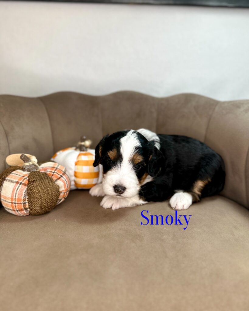 Smoky - The Dolly Parton Litter - Male Bernedoodle