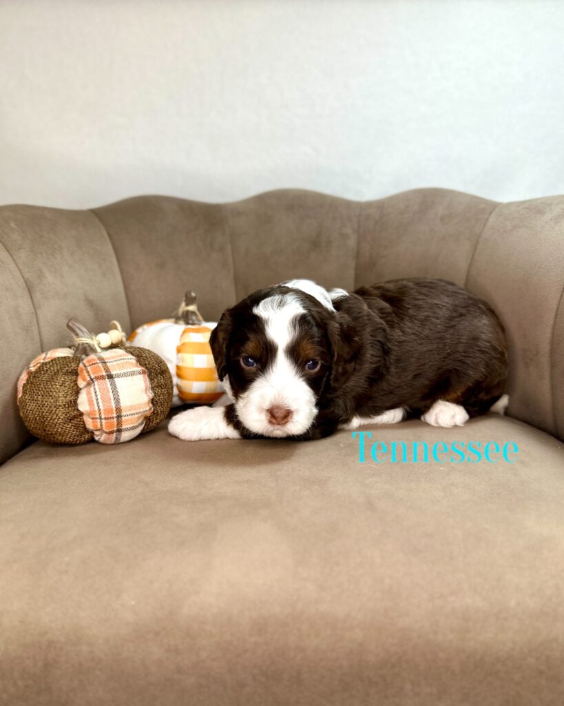 Tennessee - The Dolly Parton Litter - Handsome Male Bernedoodle