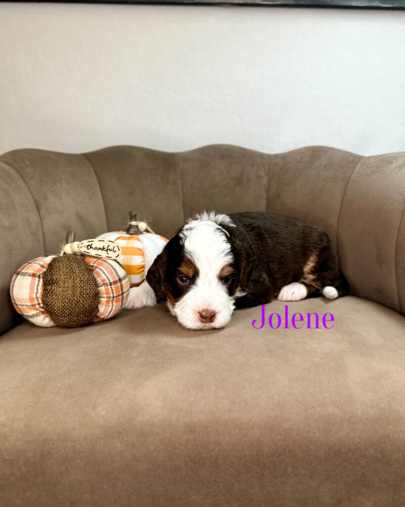 Jolene - The Dolly Parton Litter - Sweet Female Bernedoodle