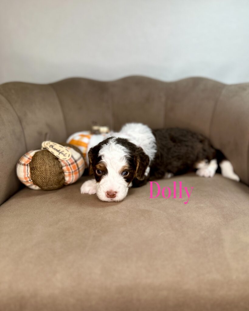 Dolly - The Dolly Parton Litter - female Bernedoodle puppy