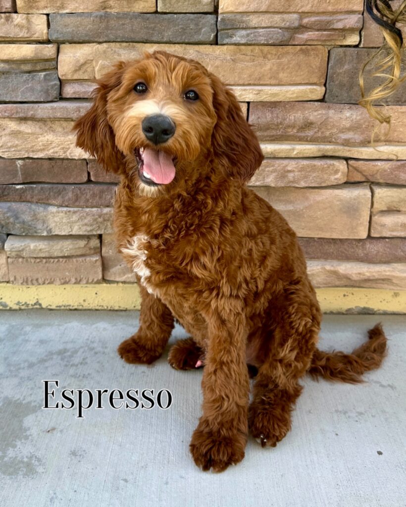 Espresso - Mandisa’s Coffee Litter – Irish Goldendoodles - Coffee Goldendoodle Male