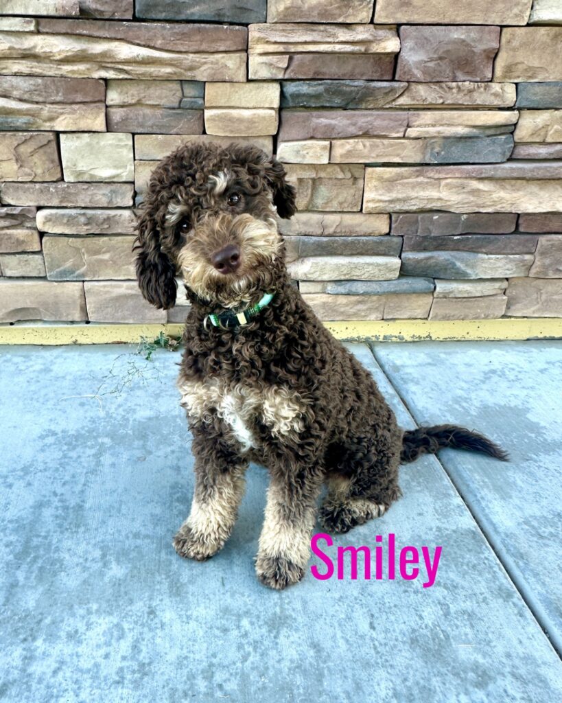 Smiley - Maile’s Smiles - Joyful Female Bernedoodle