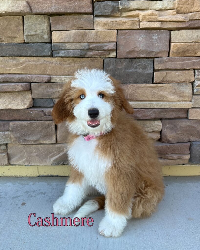 Cashmere - Diamond’s Finer Things Bernedoodles - Luxury Female Bernedoodle