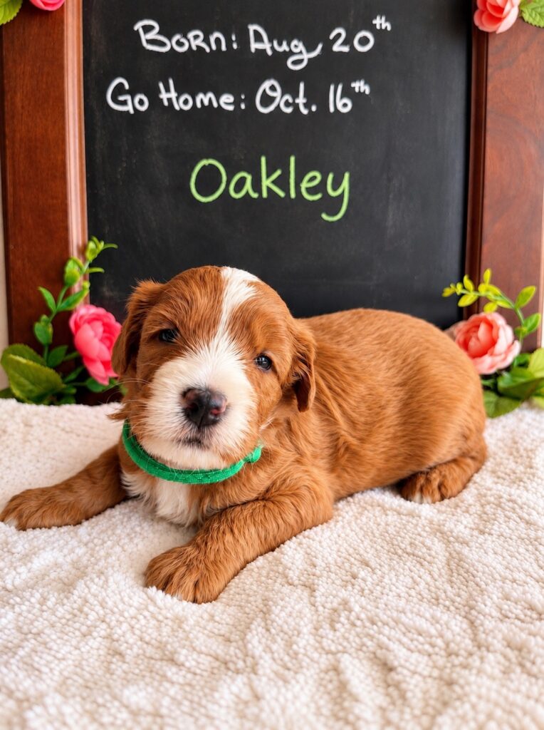 Oakley - The Autumn Woods Litter - Bernedoodle