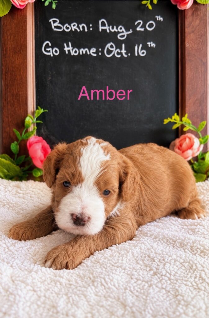 Amber - The Autumn Woods Litter - Bernedoodle