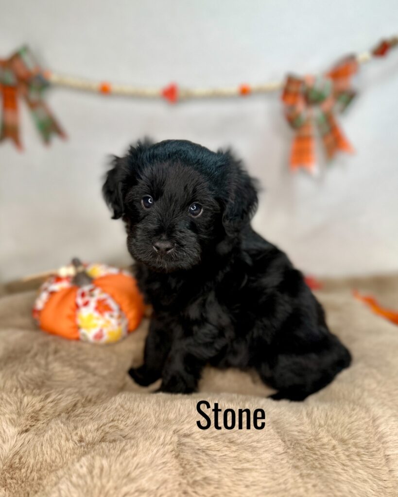 Stone - The Earth Tones Litter - Goldendoodle