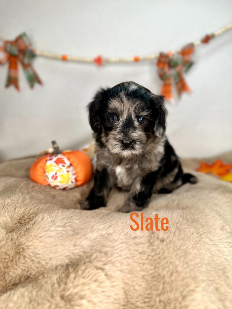 Slate - The Earth Tones Litter - Goldendoodle