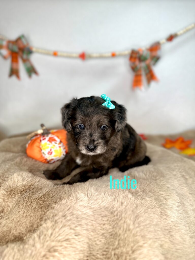 Indie - The Earth Tones Litter - Goldendoodle