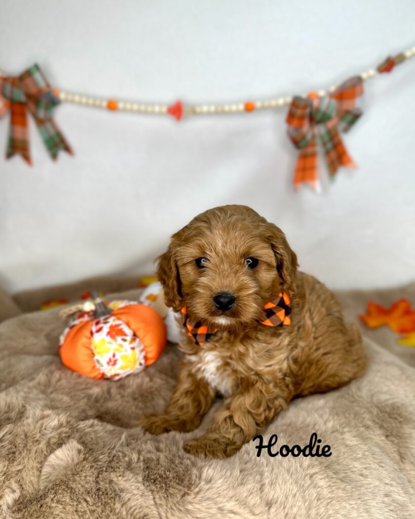 Hoodie - Peach’s Bundle Up Litter - Cavapoo