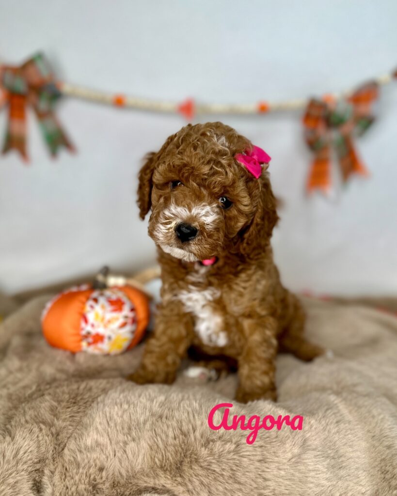 Angora - Peach’s Bundle Up Litter - Cavapoo