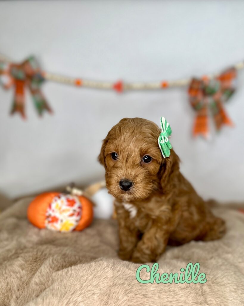 Chenille - Peach’s Bundle Up Litter - Cavapoo