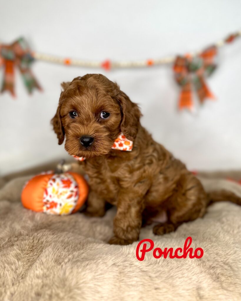 Poncho - Peach’s Bundle Up Litter - Cavapoo