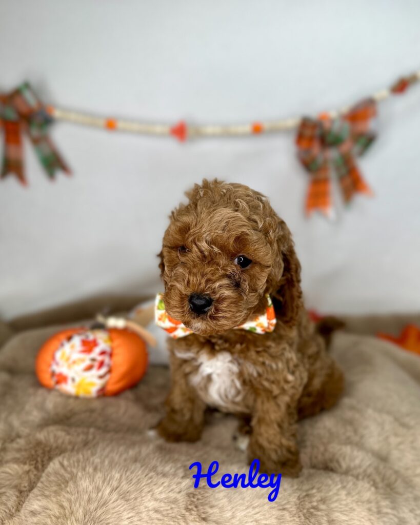 Henley - Peach’s Bundle Up Litter - Cavapoo