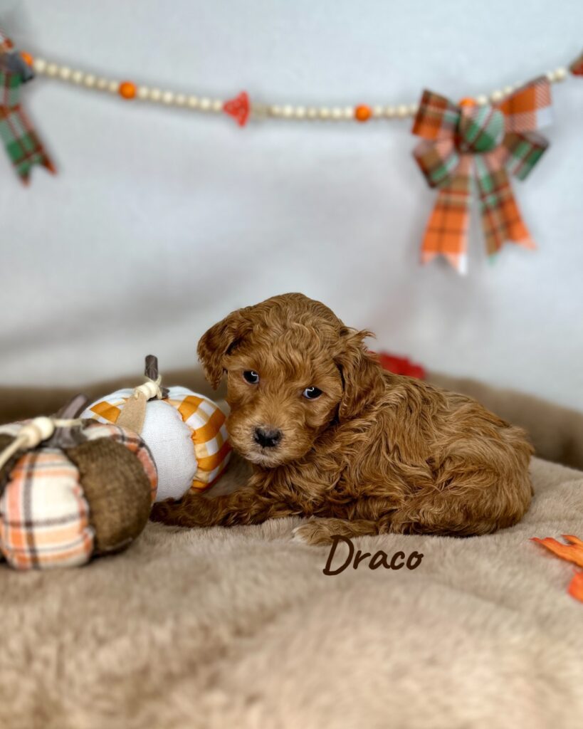 Draco - Luna’s Night Skies Litter - Goldendoodle