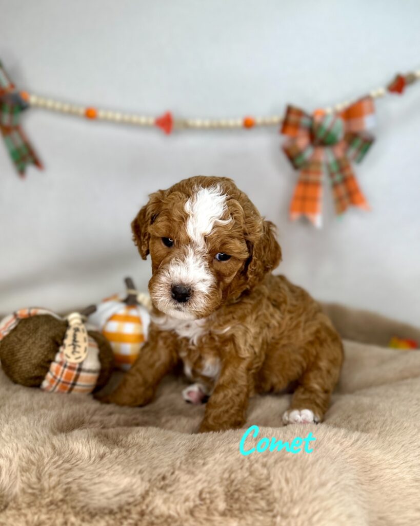 Comet - Luna’s Night Skies Litter - Goldendoodle