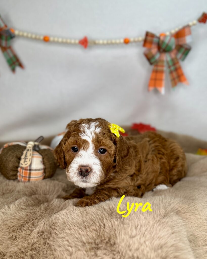 Lyra - Luna’s Night Skies Litter - Goldendoodle
