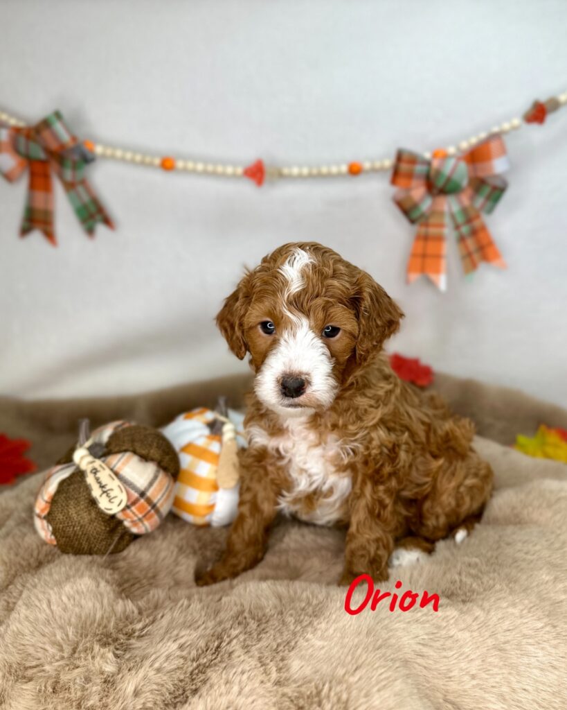 Orion