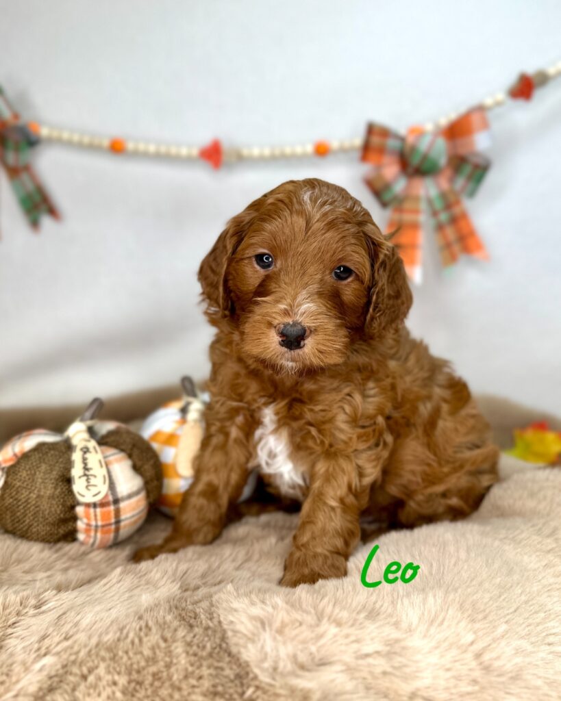 Leo