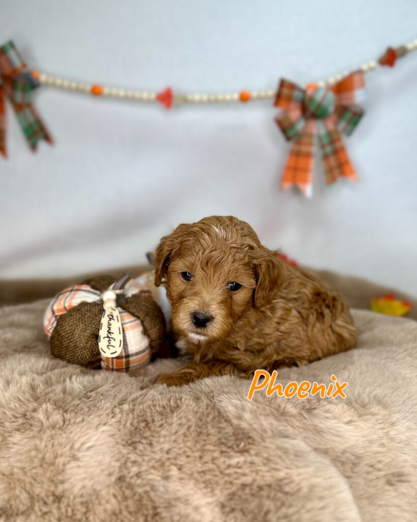 Phoenix - Luna’s Night Skies Litter - Goldendoodle