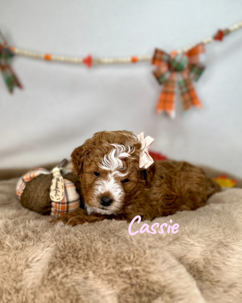 Cassie - Luna’s Night Skies Litter - Goldendoodle
