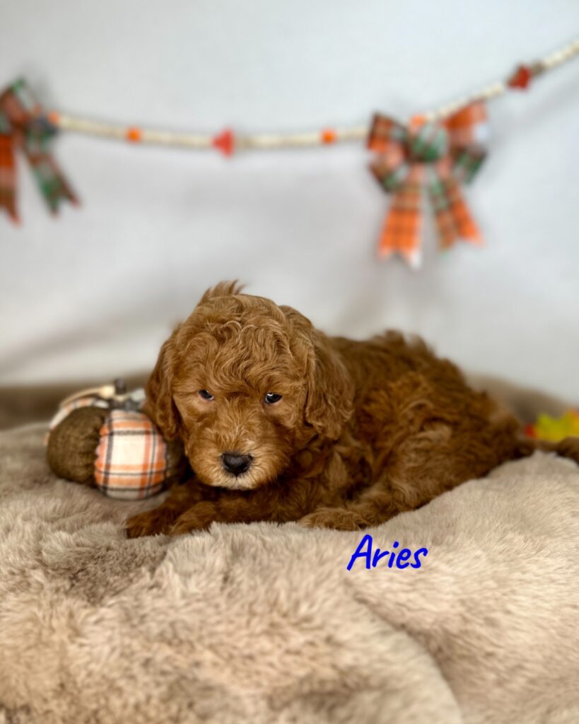 Aries - Luna’s Night Skies Litter - Goldendoodle