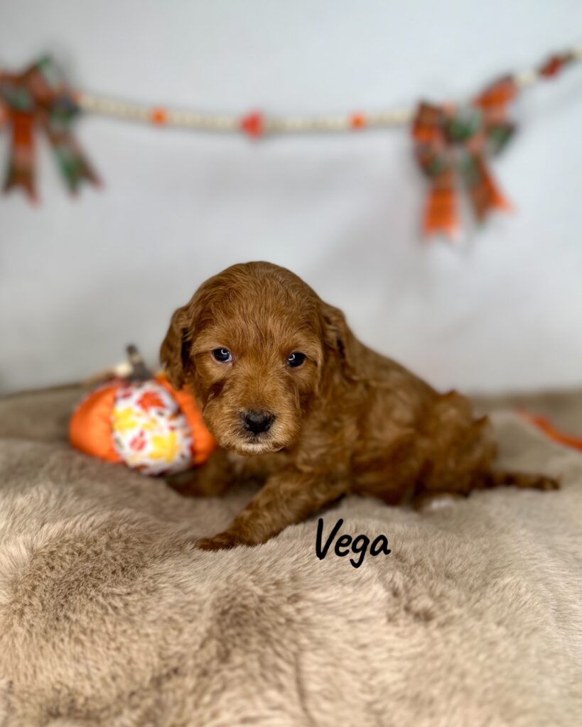 Vega - Luna’s Night Skies Litter - Goldendoodle