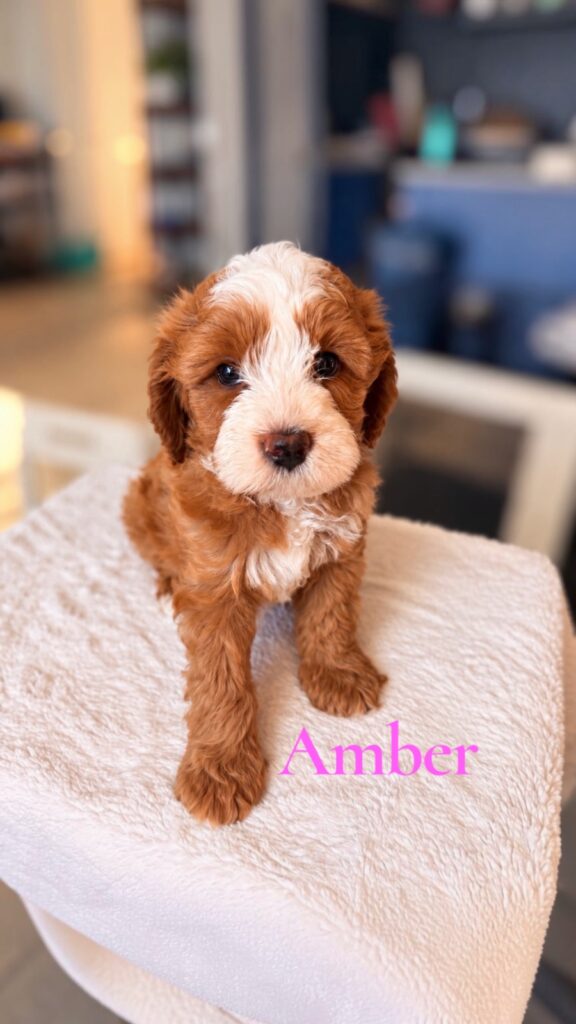 Amber
