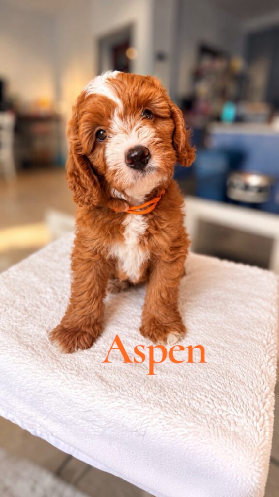 Aspen