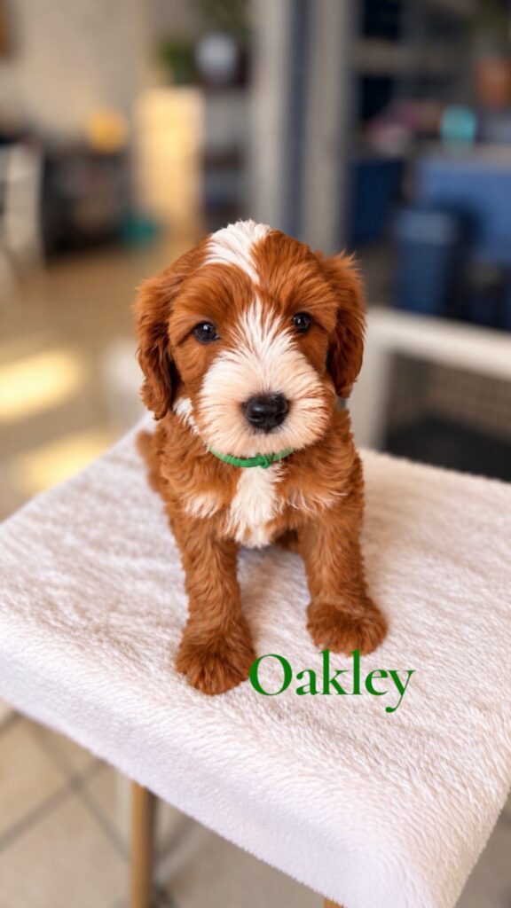 Oakley